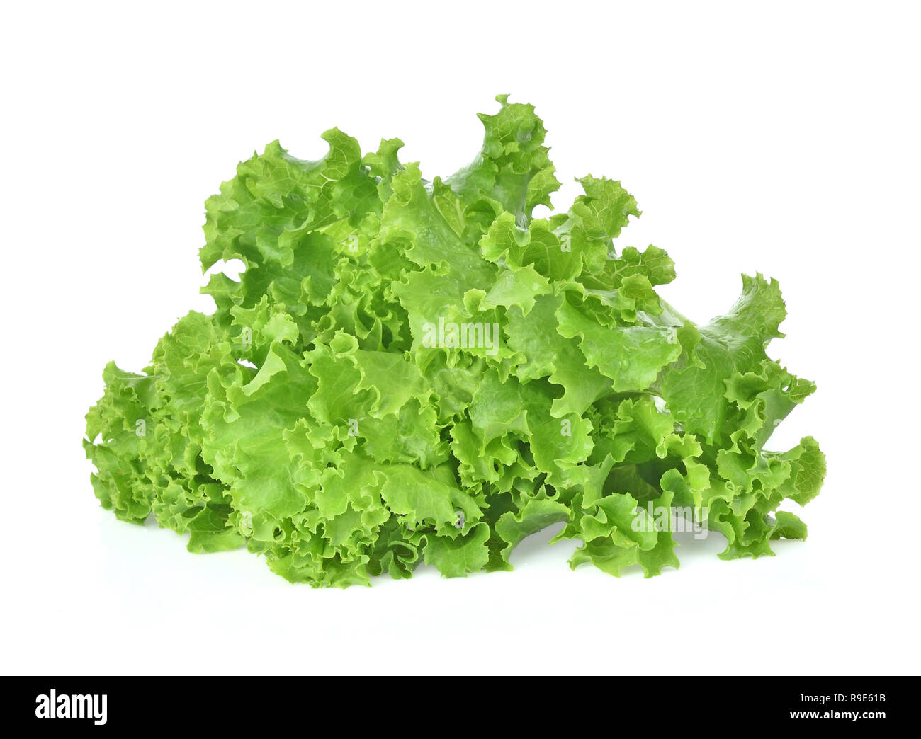 butter head lettuce,Crisp Head,Iceberg isolated on white background