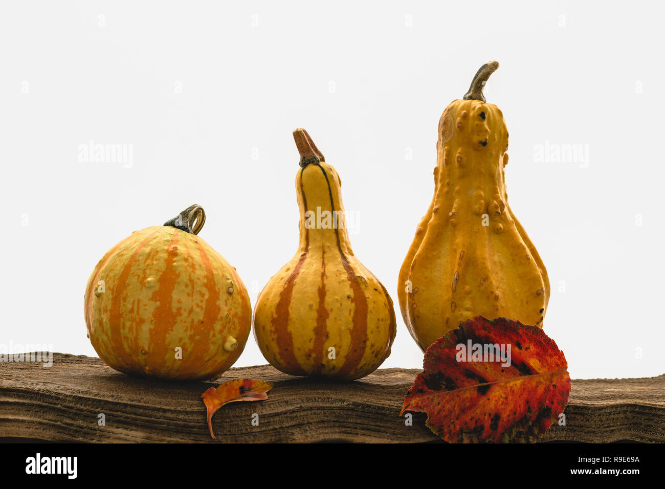 Pumpkins, apples and autumn leaves on a wood with white background ...