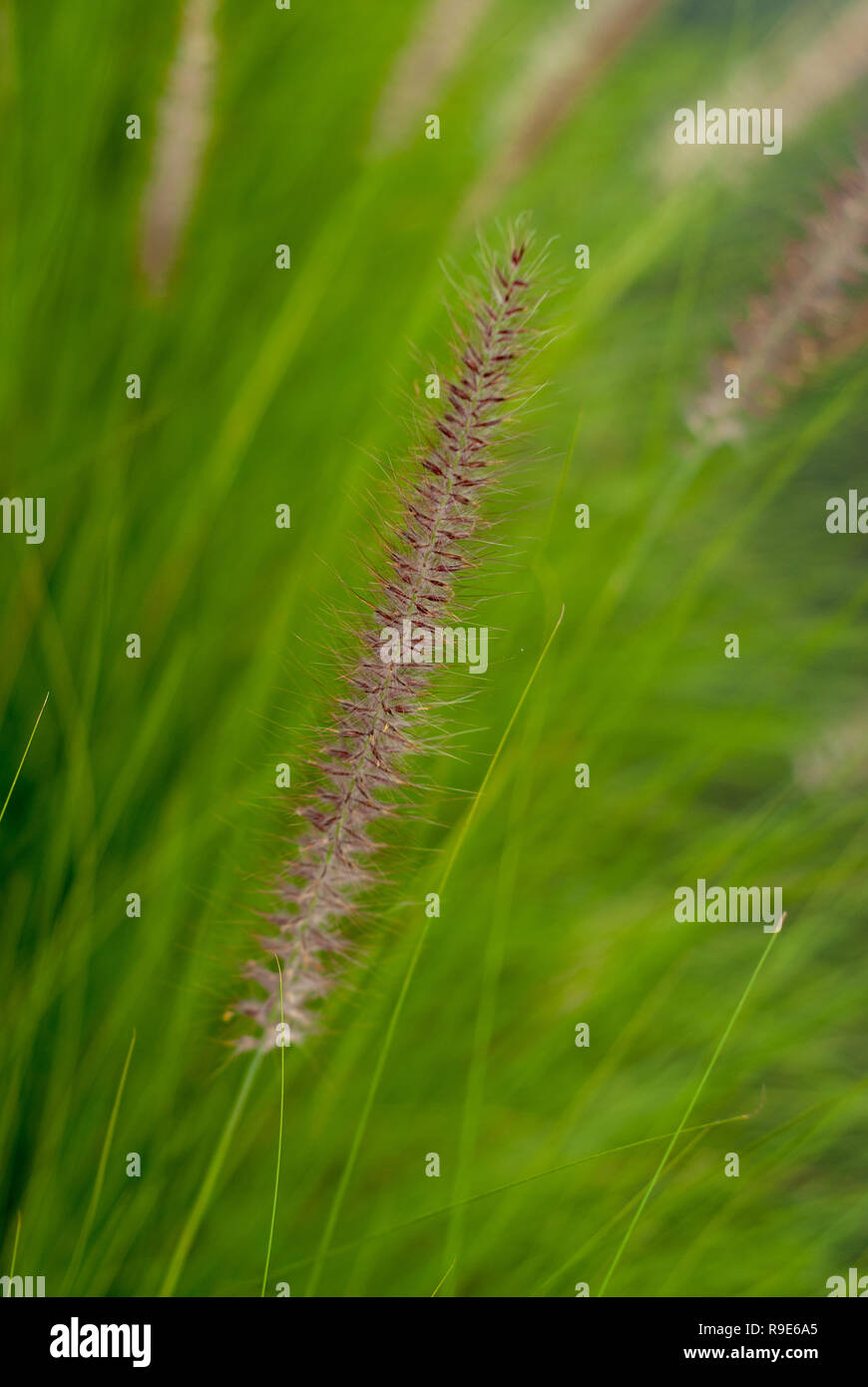Beautiful tall weeds in the garden with soft focus in background Stock Photo