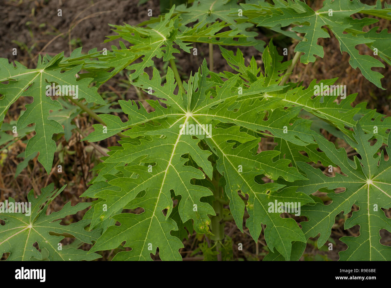 papaya tree leaves on a young tree Stock Photo Alamy