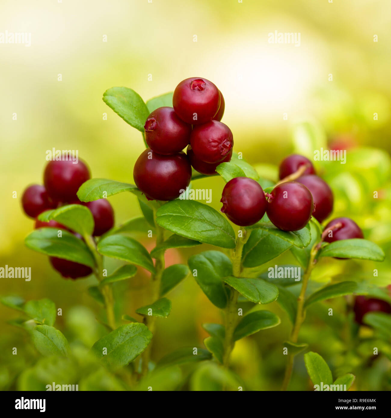 lingonberry bushes with ripe berries on a sunny day Stock Photo