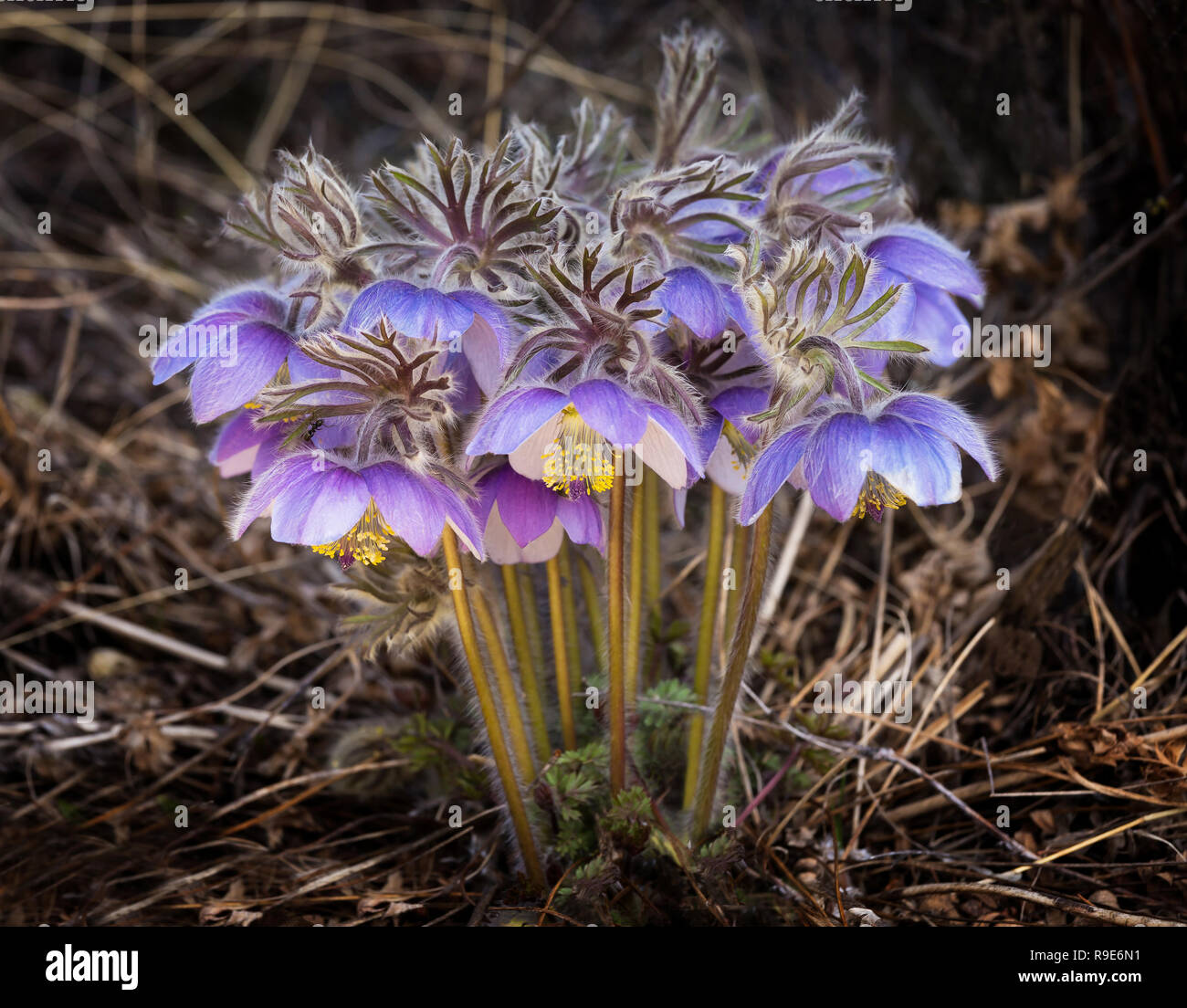 Dark blurry background hi-res stock photography and images - Alamy