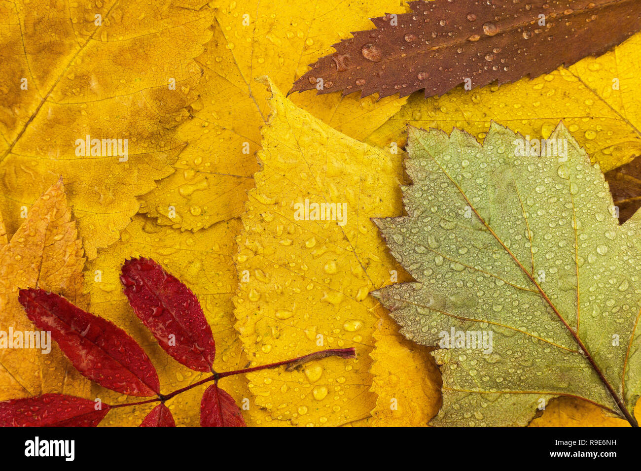 autumn leaves with drops of water closeup Stock Photo