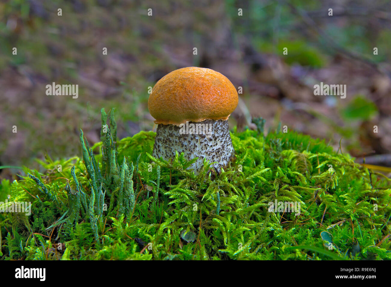small orange-cap boletus on green moss hill close-up Stock Photo