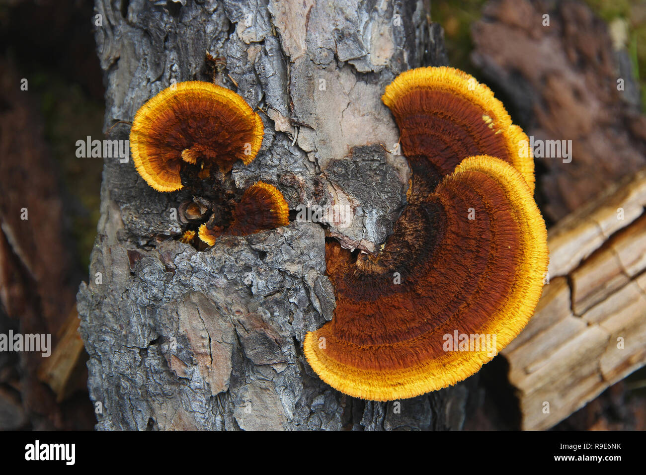 bright orange wood Reishi mushroom on the trunk of a larch Stock Photo