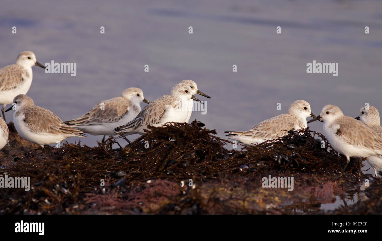 Detailed image of beautiful sea birds, sanderlings, during low tide, looking for worms in a seaside in the north of Portugal; early morning Stock Photo