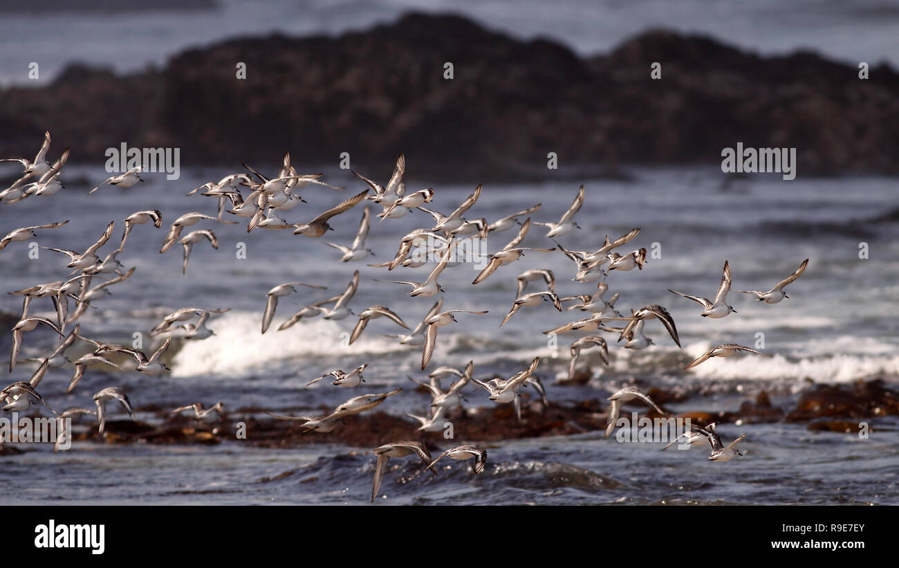 Flock of sanderlings flying over a rocky seaside in the north of Portugal Stock Photo