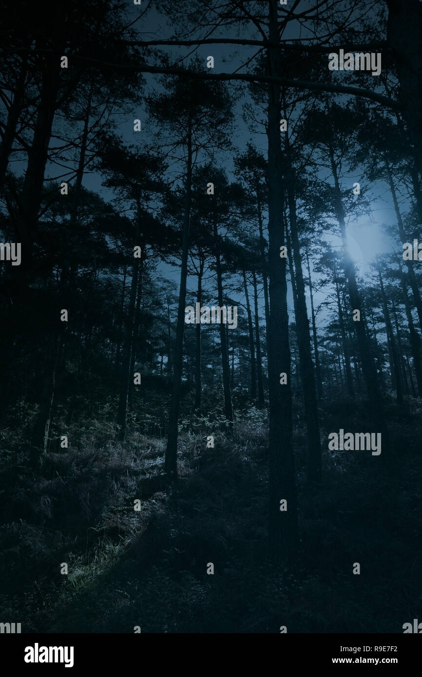 Full moon rise over a forest at dusk, almost night Stock Photo