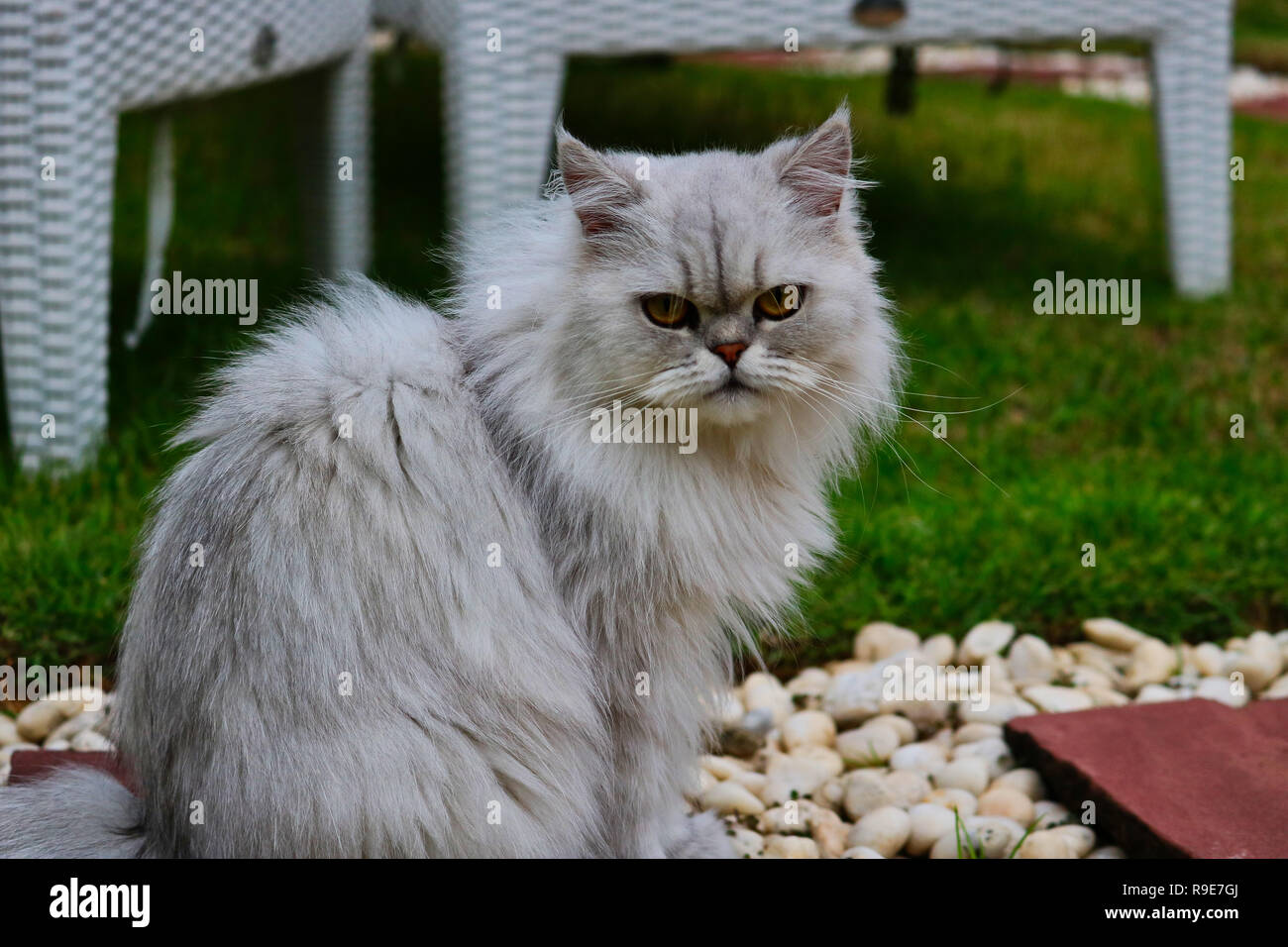 This Beautiful Photo Shows A Gray Chinchilla Persian Cat Sitting In The Garden This Picture Was Taken In Thailand Stock Photo Alamy