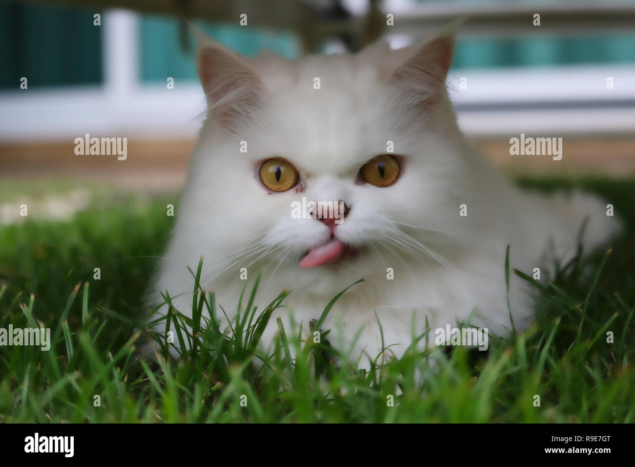 This beautiful photo shows a white Persian cat lying in the grass ...