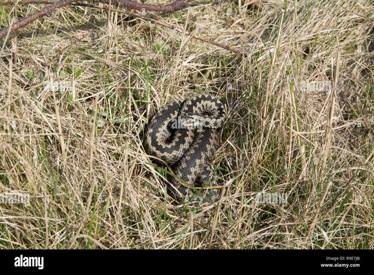 Adder snake coiled up in grass Stock Photo