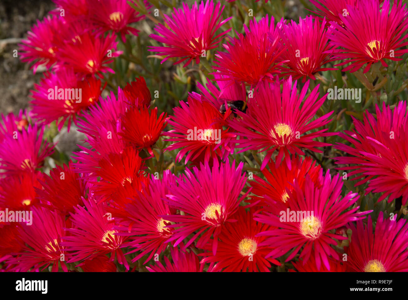 Close up of bright red Lampranthus flowers Stock Photo