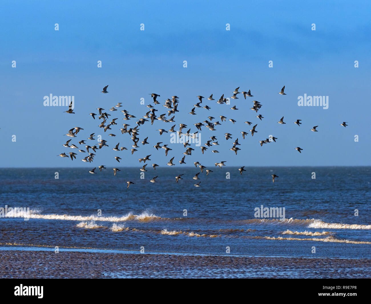 Knot Flock on Feeding grounds Titchwell beach West Norfolk Stock Photo