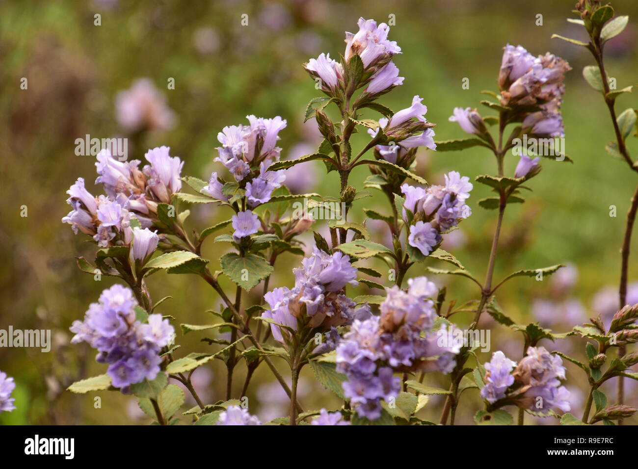 Neelakurinji Flowers that bloom once in 12 years, Eravikulam National Park, Munnar, Kerala Stock