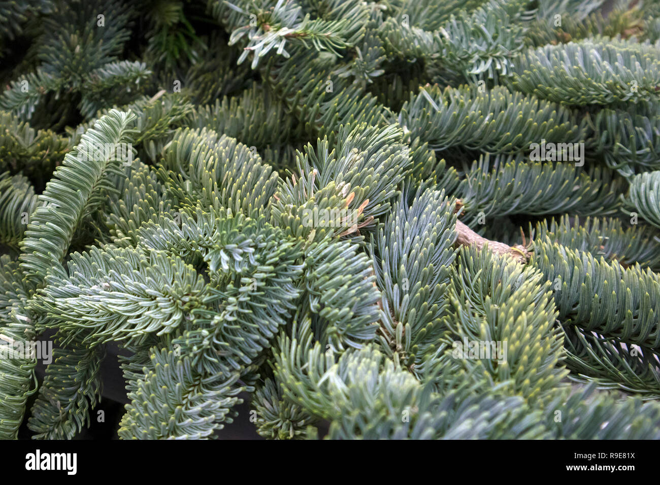 Succulent fluffy spruce paws of Christmas tree closeup, natural floral background Stock Photo