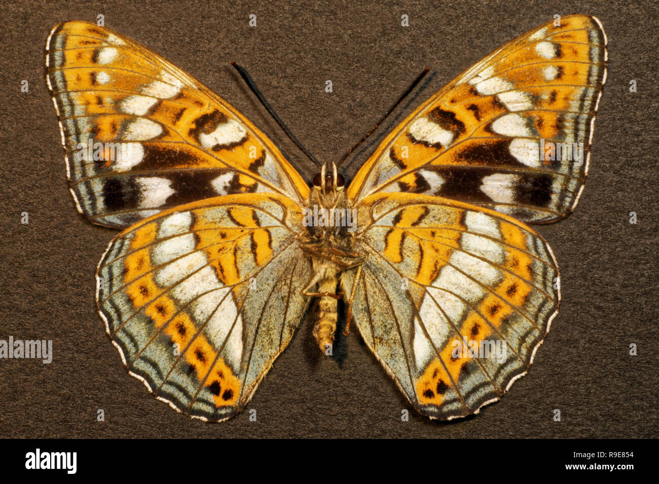 Photo butterflies Limenitis populi Stock Photo