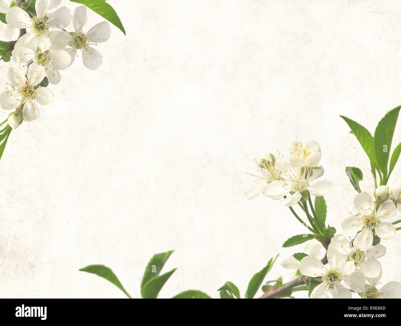 Grunge background with flowers of cherry Stock Photo - Alamy