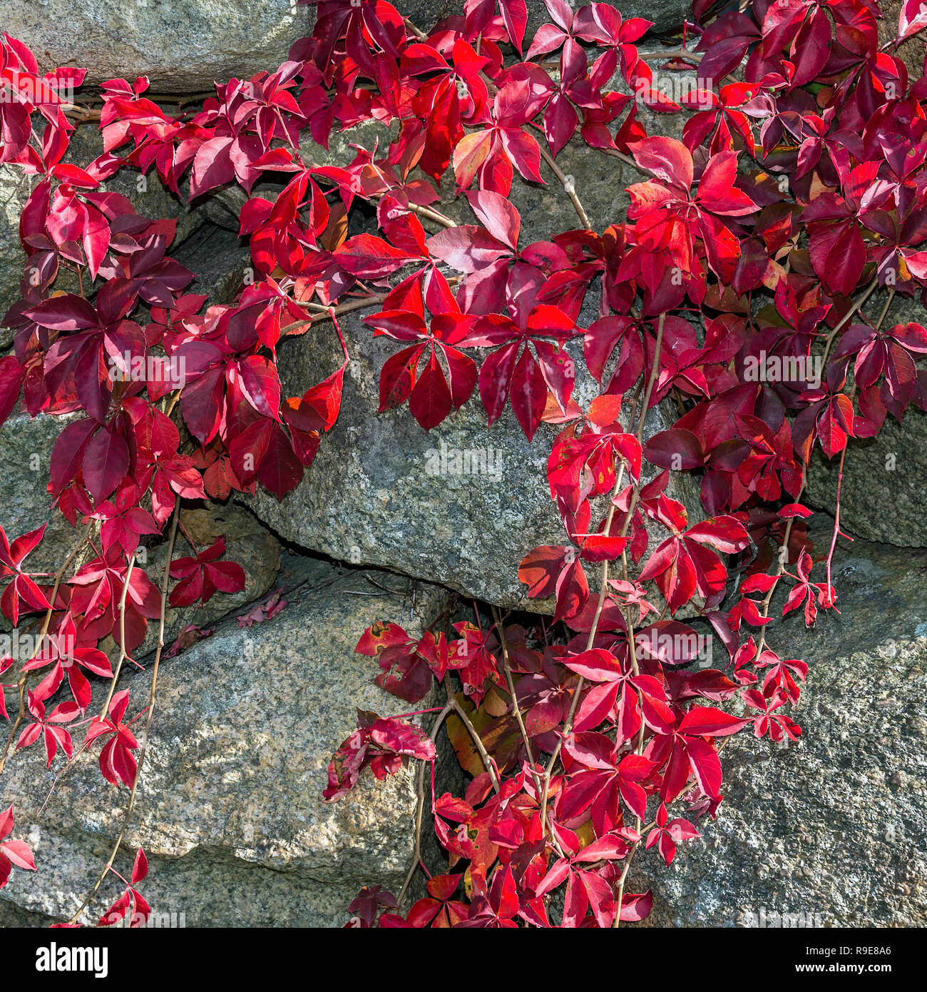 Creeper hires stock photography and images Alamy