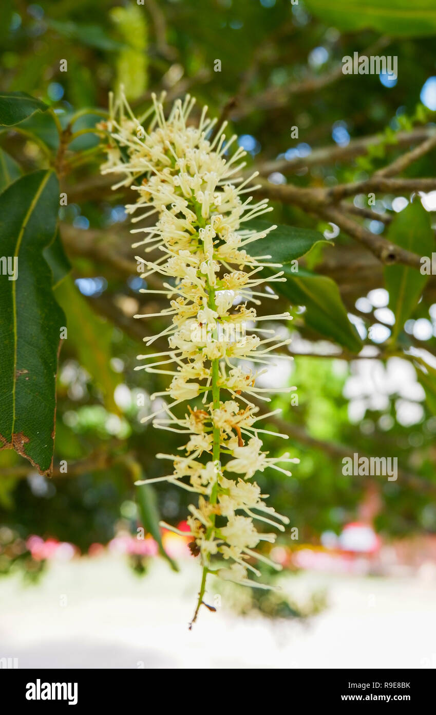 Macadamia tree / close up of flower macadamia nut hang on tree branch and green leaf macadamia in the garden fruit background Stock Photo
