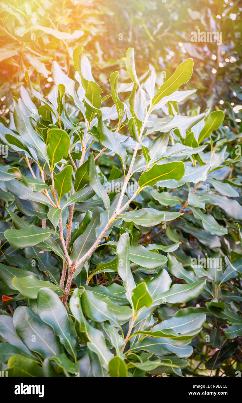 Macadamia tree / close up of green leaf macadamia tree branch in the garden fruit Stock Photo