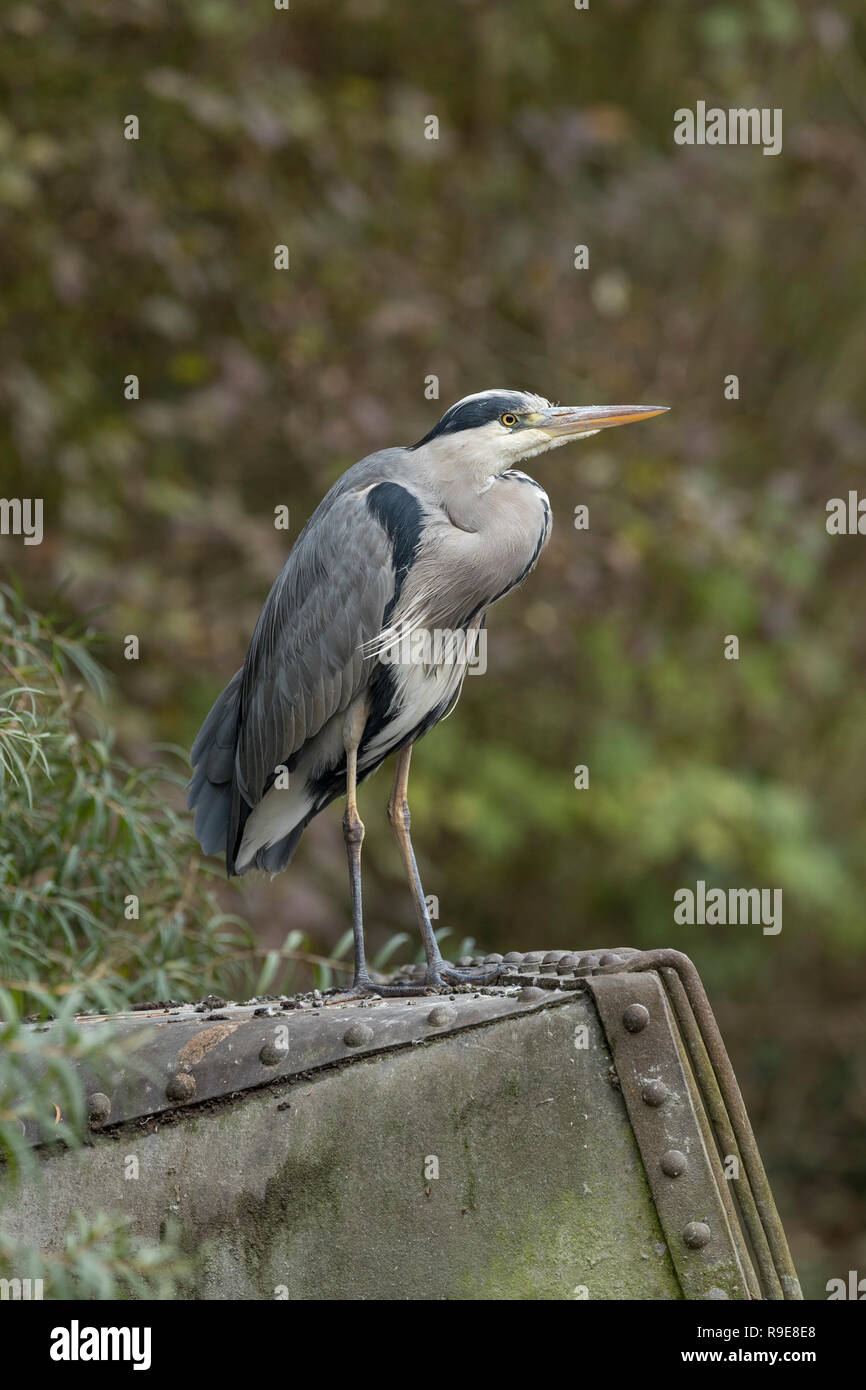 Grey Heron; Ardea cinerea London; UK Stock Photo