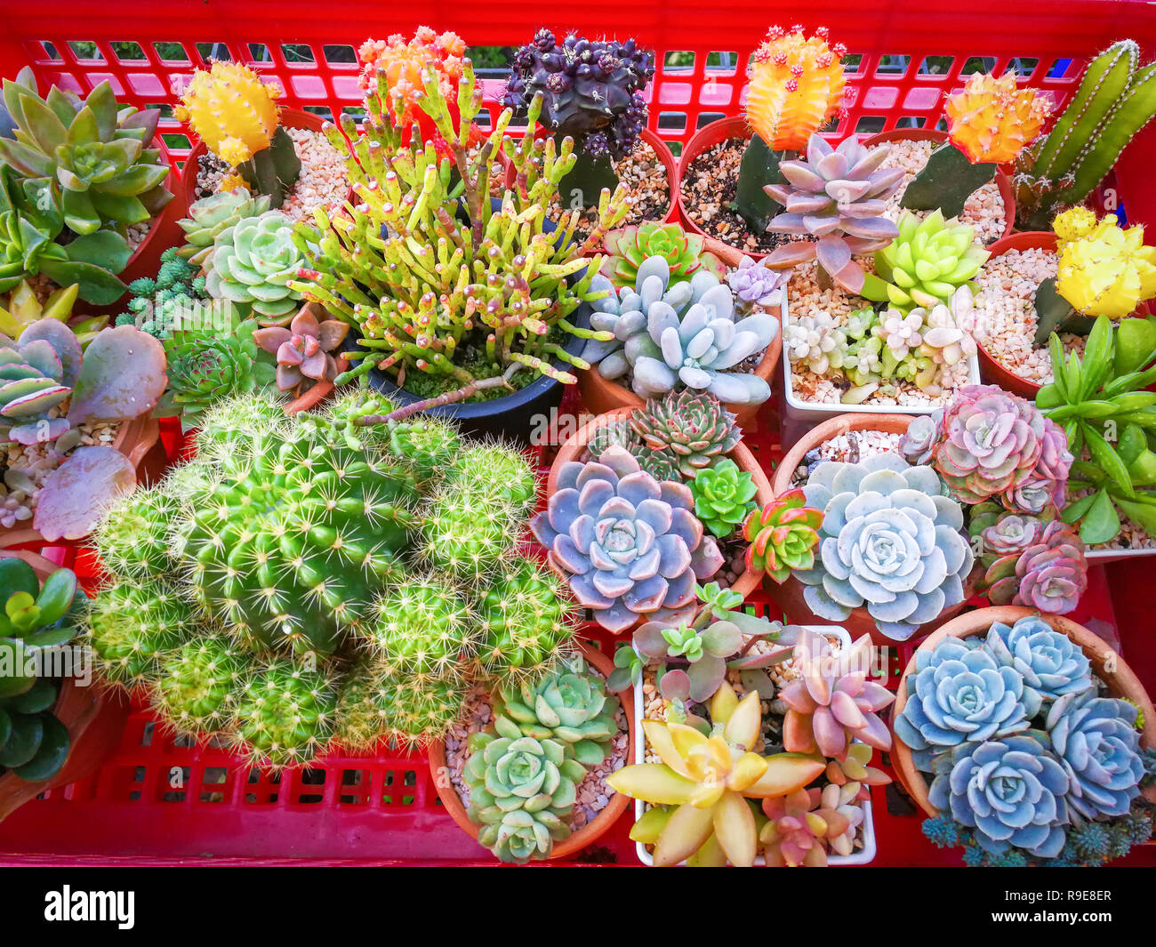 Miniature succulent plant various types beautiful / Succulent plant garden  mix of collection set in pot decorate home Echeveria sedum cactus farm agri  Stock Photo - Alamy