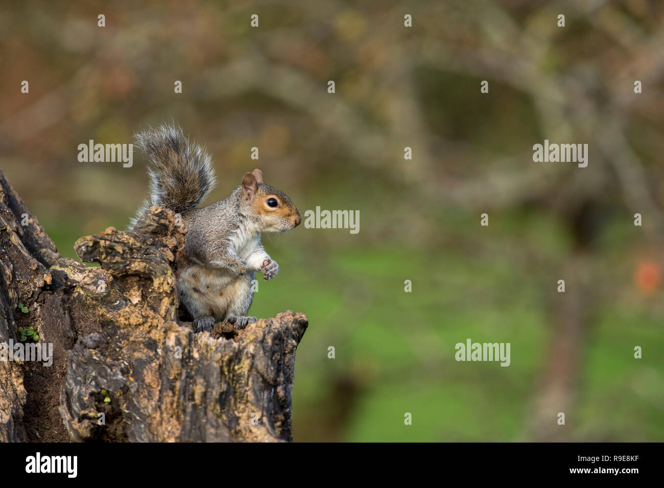 Grey Squirrel; Sciurus carolinensis Single on Tree Stump Cornwall; UK Stock Photo