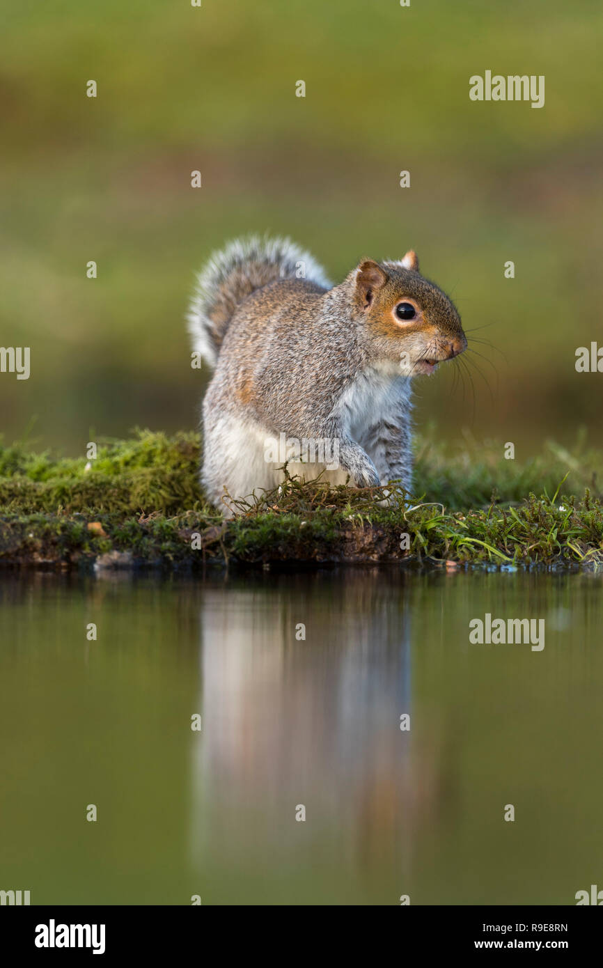 Grey Squirrel; Sciurus carolinensis Single at Water Cornwall; UK Stock Photo