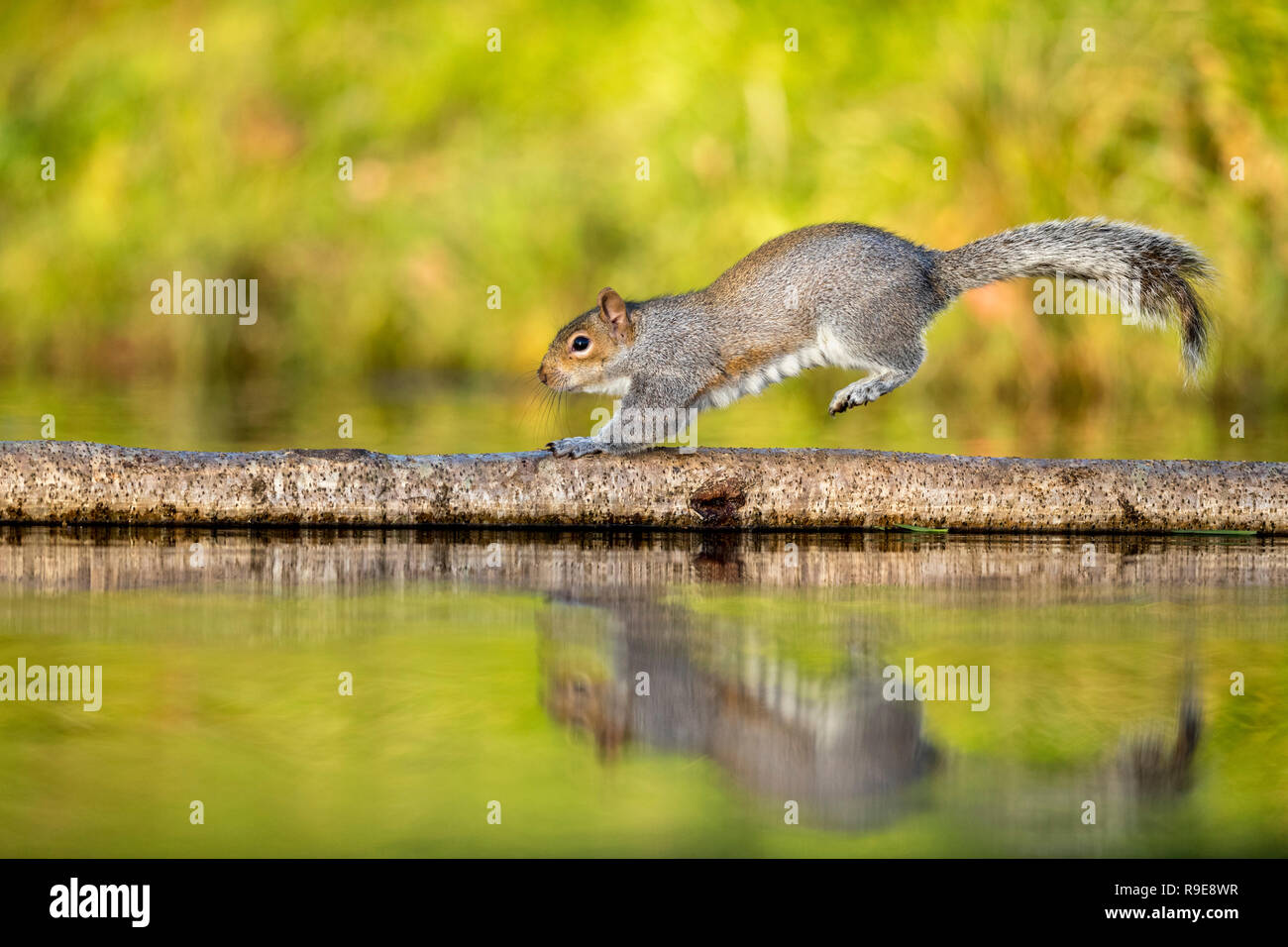 Grey Squirrel; Sciurus carolinensis Single Running On Log at Pond Cornwall; UK Stock Photo