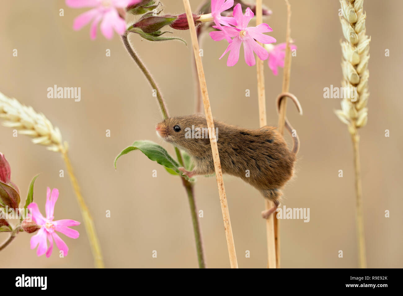 Harvest Mouse; Micromys minutus Single; on Wheat and Campion Devon UK Stock Photo