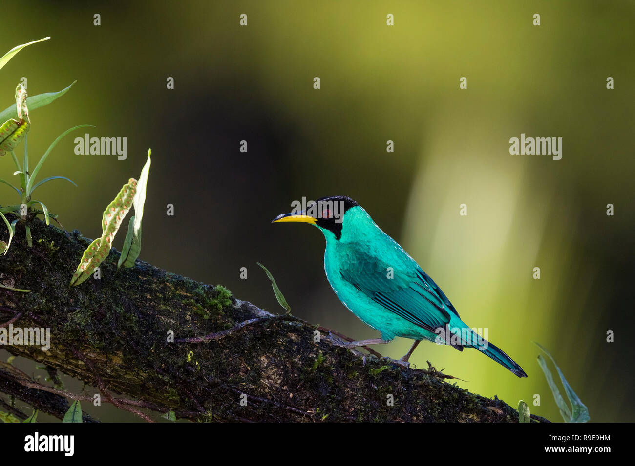 Green Honeycreeper In Northern Costa Rica Stock Photo Alamy