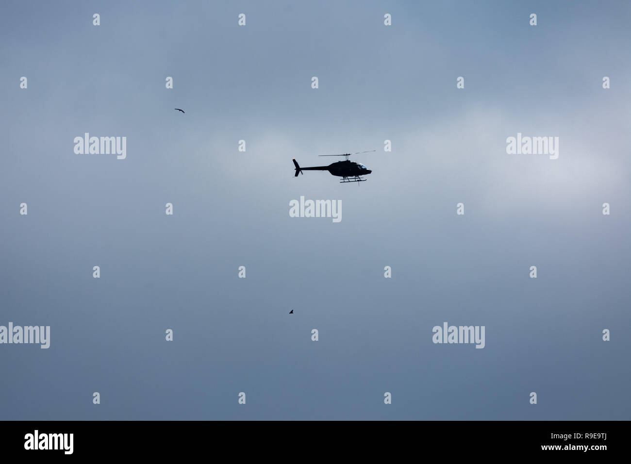 Two birds flying above clouds hi-res stock photography and images - Alamy