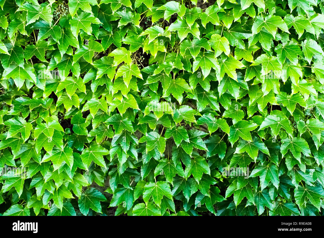 Nature background flat lay of green leaves Stock Photo