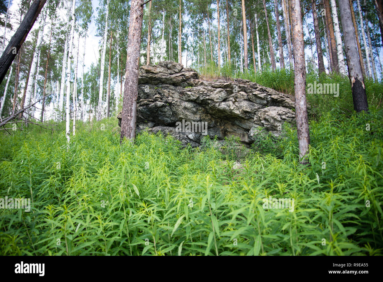 Ural Taiga High Resolution Stock Photography and Images - Alamy
