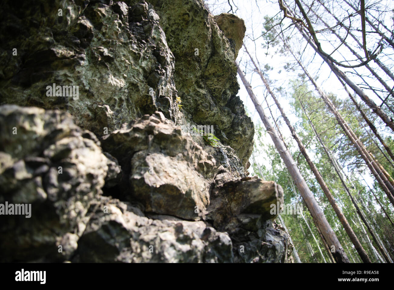 Ural Taiga High Resolution Stock Photography and Images - Alamy