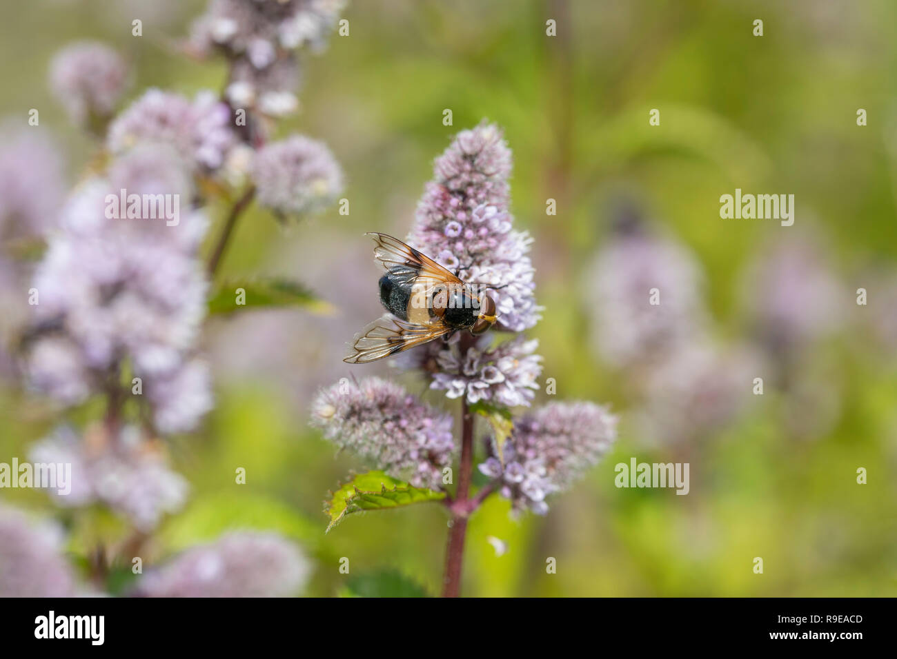 Hoverfly; Leucozona lucorum Single on Mint Flower Cornwall; UK Stock Photo