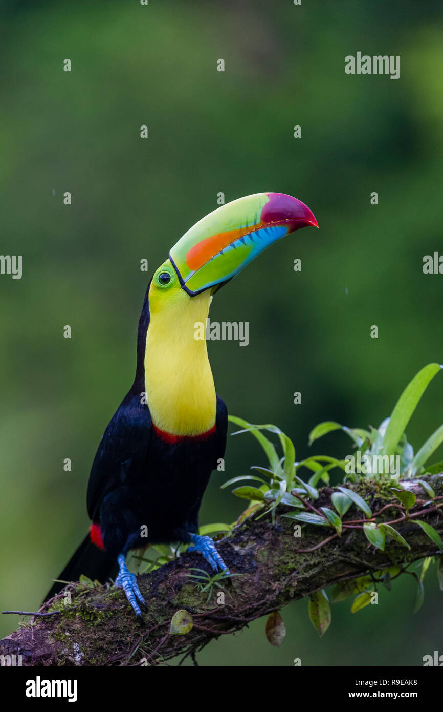 Keel-billed toucan in northern Costa Rica Stock Photo