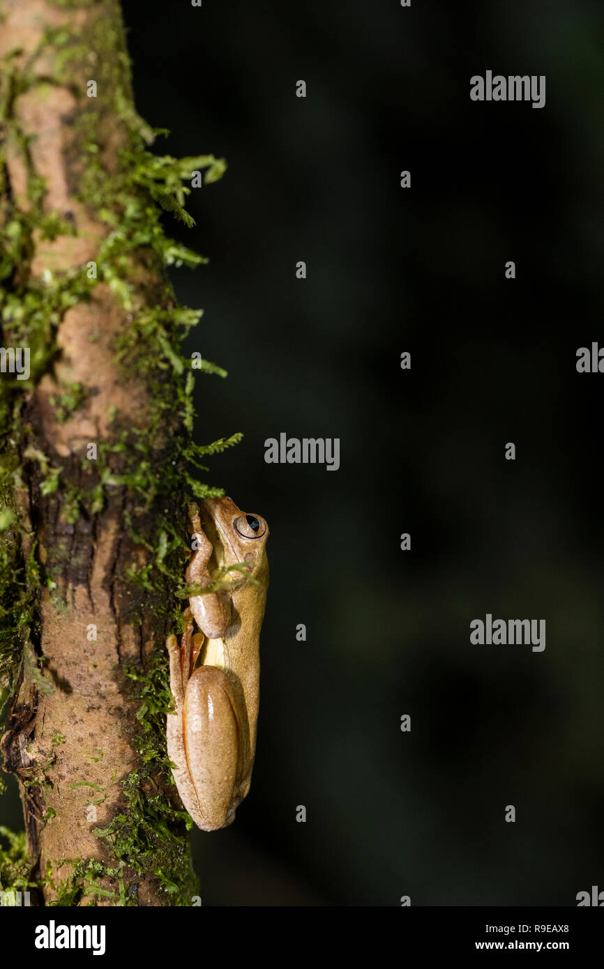 Hourglass Tree frog, Costa Rica Stock Photo