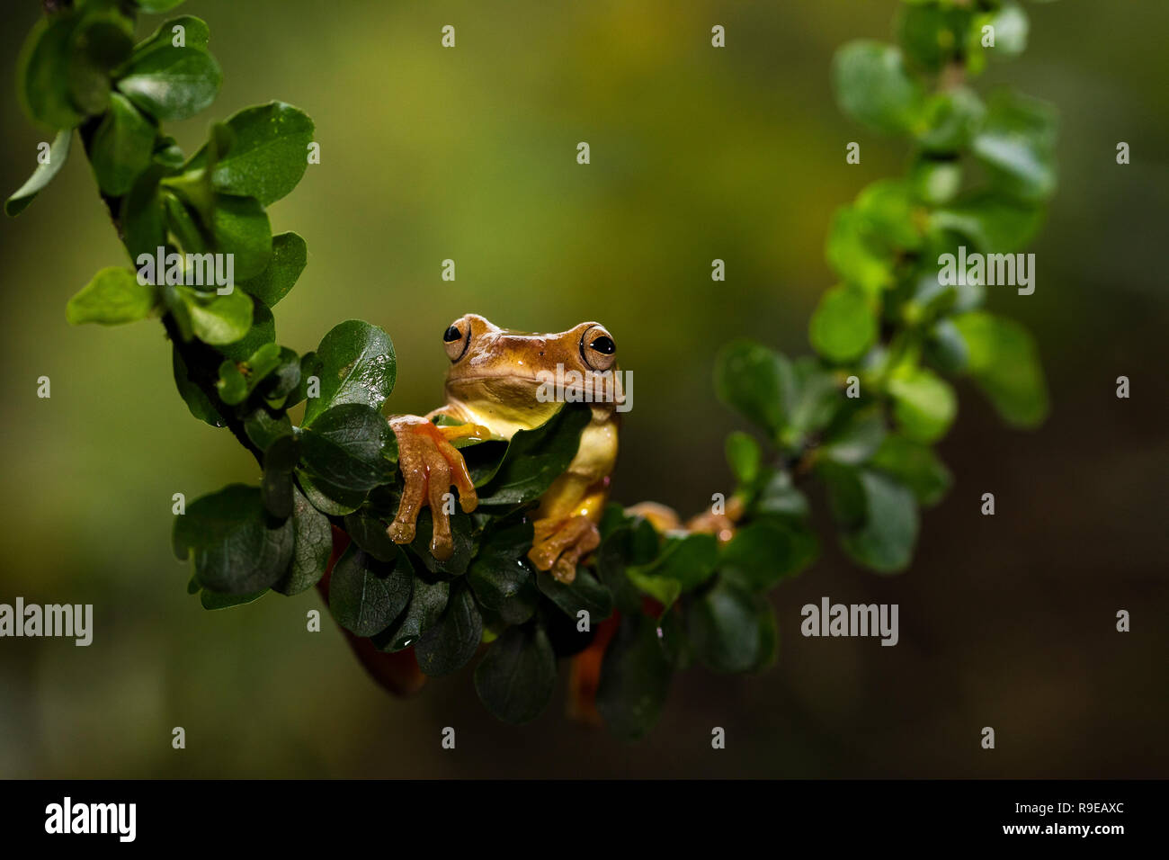 Hourglass Tree frog, Costa Rica Stock Photo