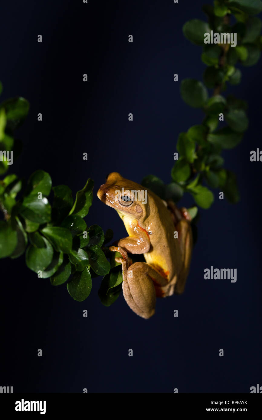 Hourglass Tree frog, Costa Rica Stock Photo