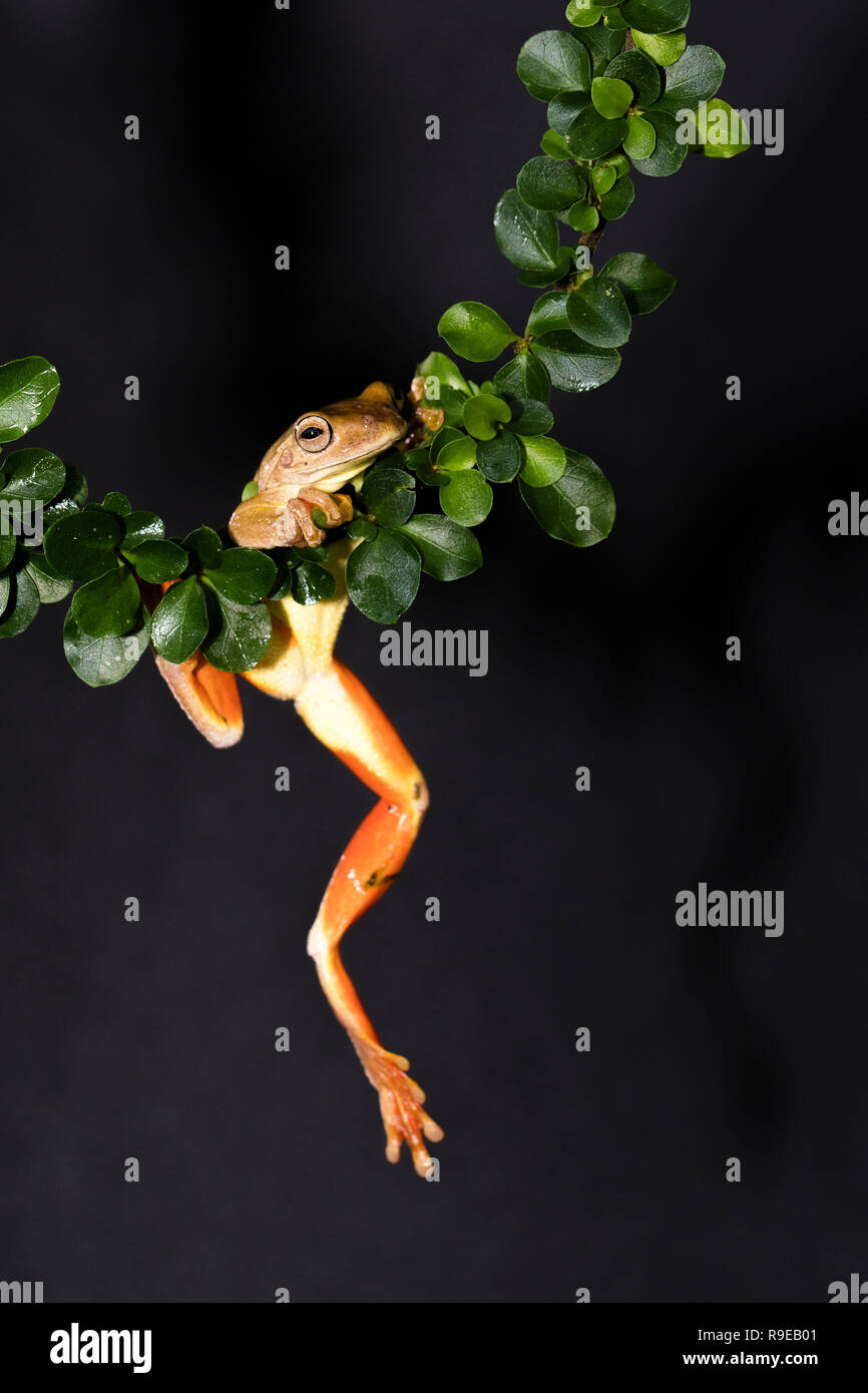 Hourglass Tree frog, Costa Rica Stock Photo
