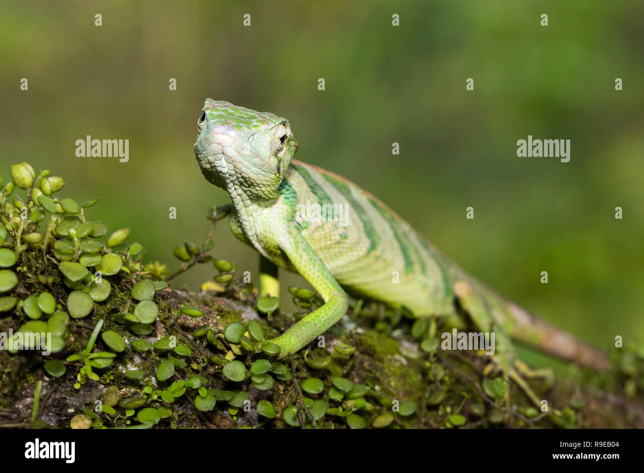 Giant banded Anole in Costa Rica Stock Photo