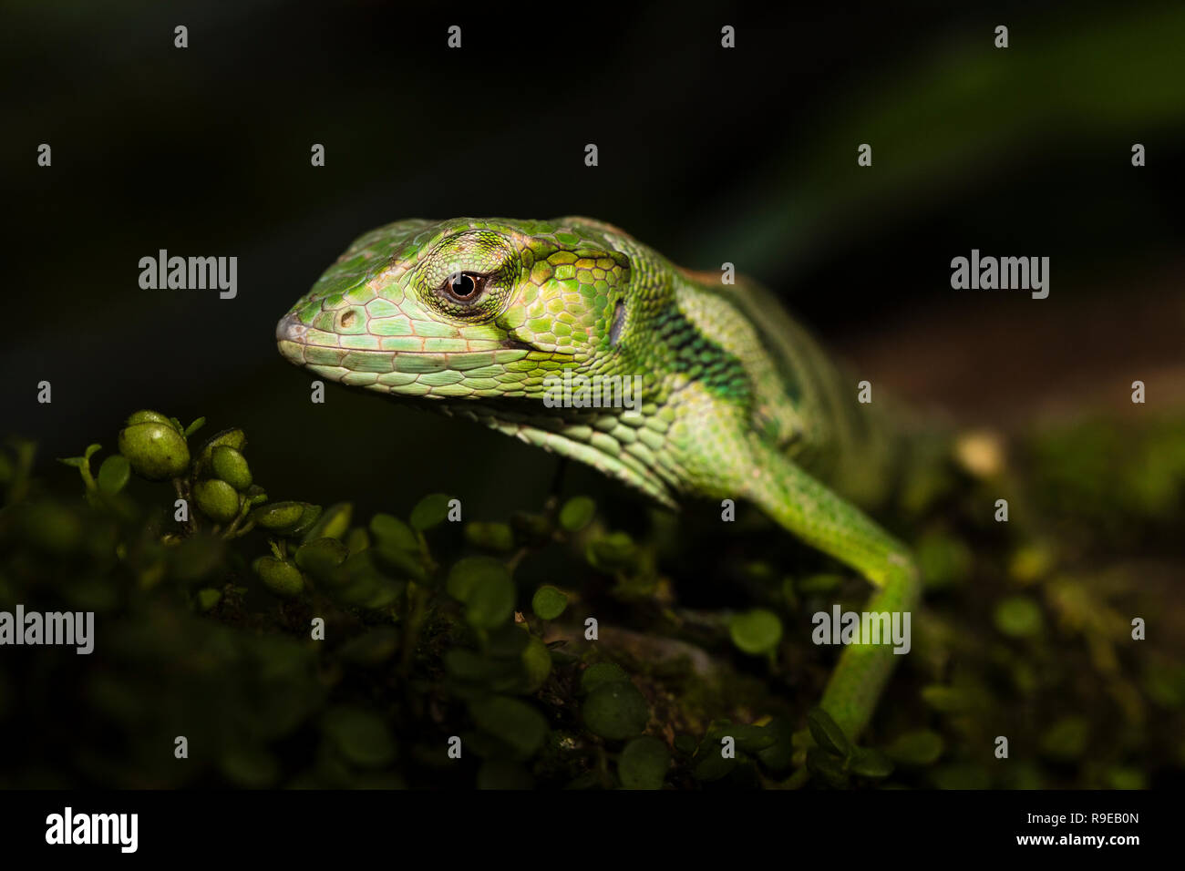 Giant banded Anole in Costa Rica Stock Photo