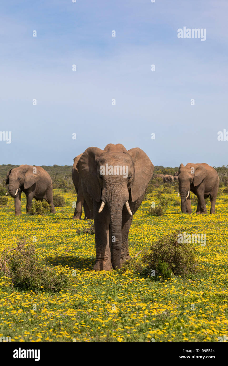 African elephants (Loxodonta africana) in springflowers, Addo elephant national park, Eastern Cape, South Africa, Stock Photo