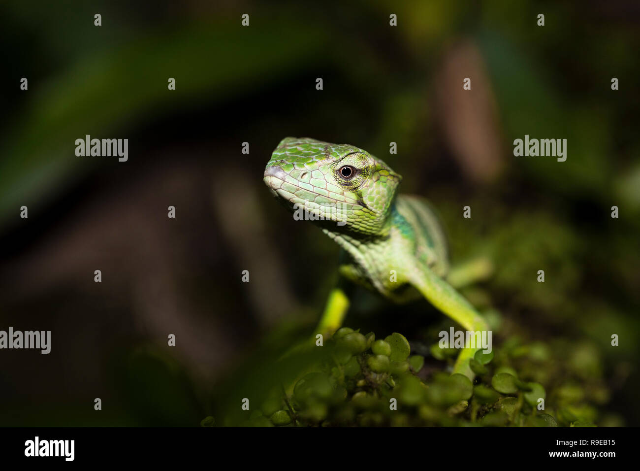 Giant banded Anole in Costa Rica Stock Photo