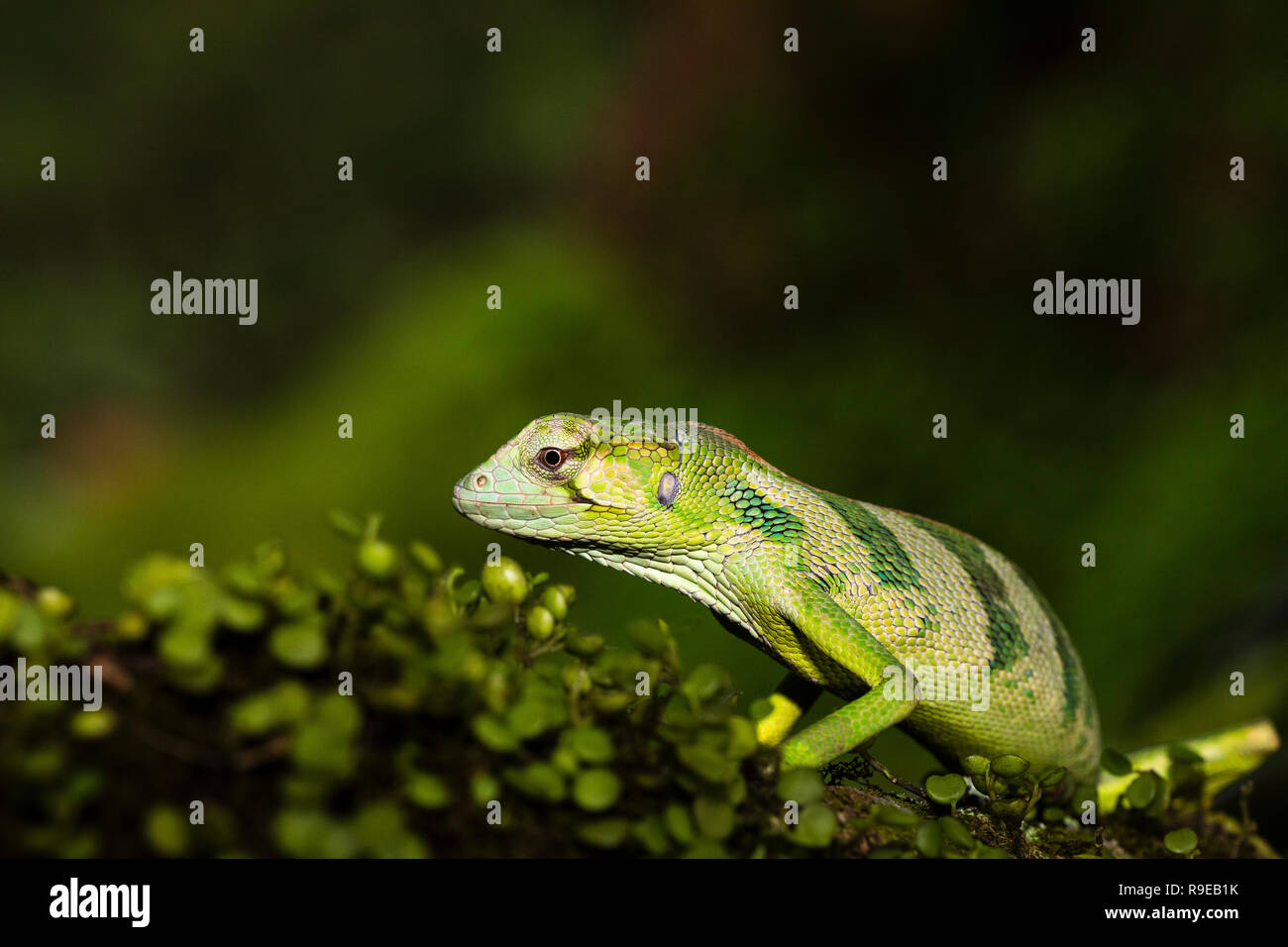 Giant banded Anole in Costa Rica Stock Photo