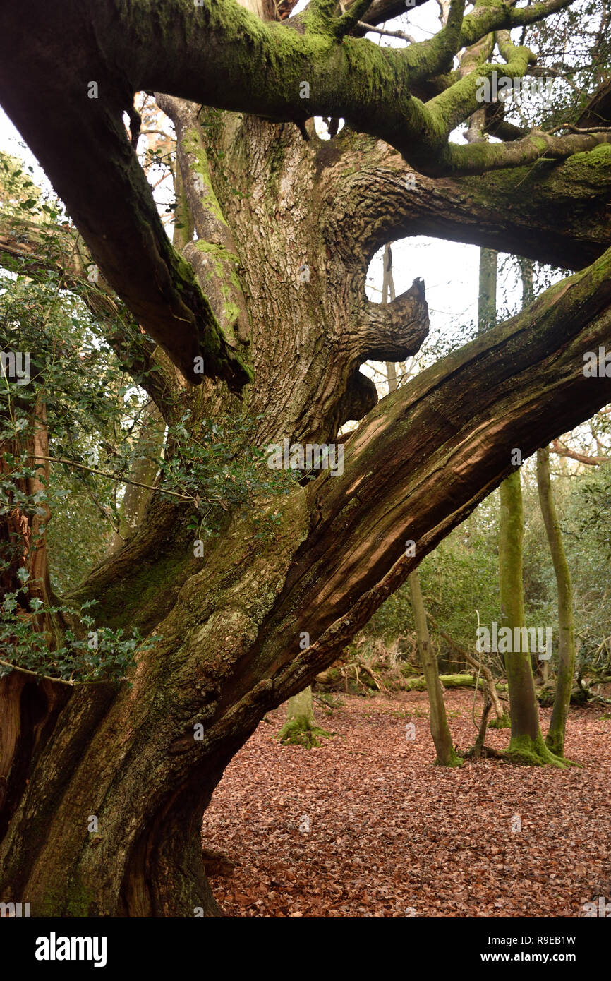 New Forest architectural old man of the forest Stock Photo - Alamy