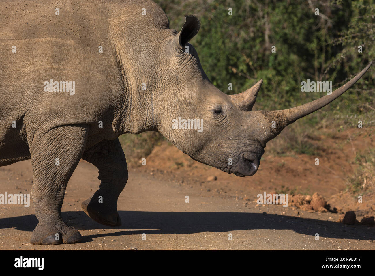 White rhino (Ceratotherium simum) with long horn, iMfolozi game reserve, KwaZulu-Natal, South Africa Stock Photo