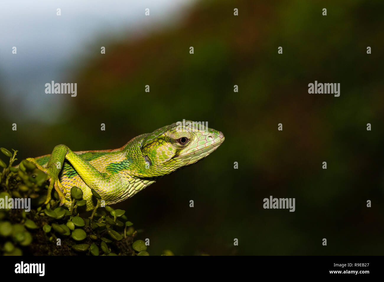 Giant banded Anole in Costa Rica Stock Photo