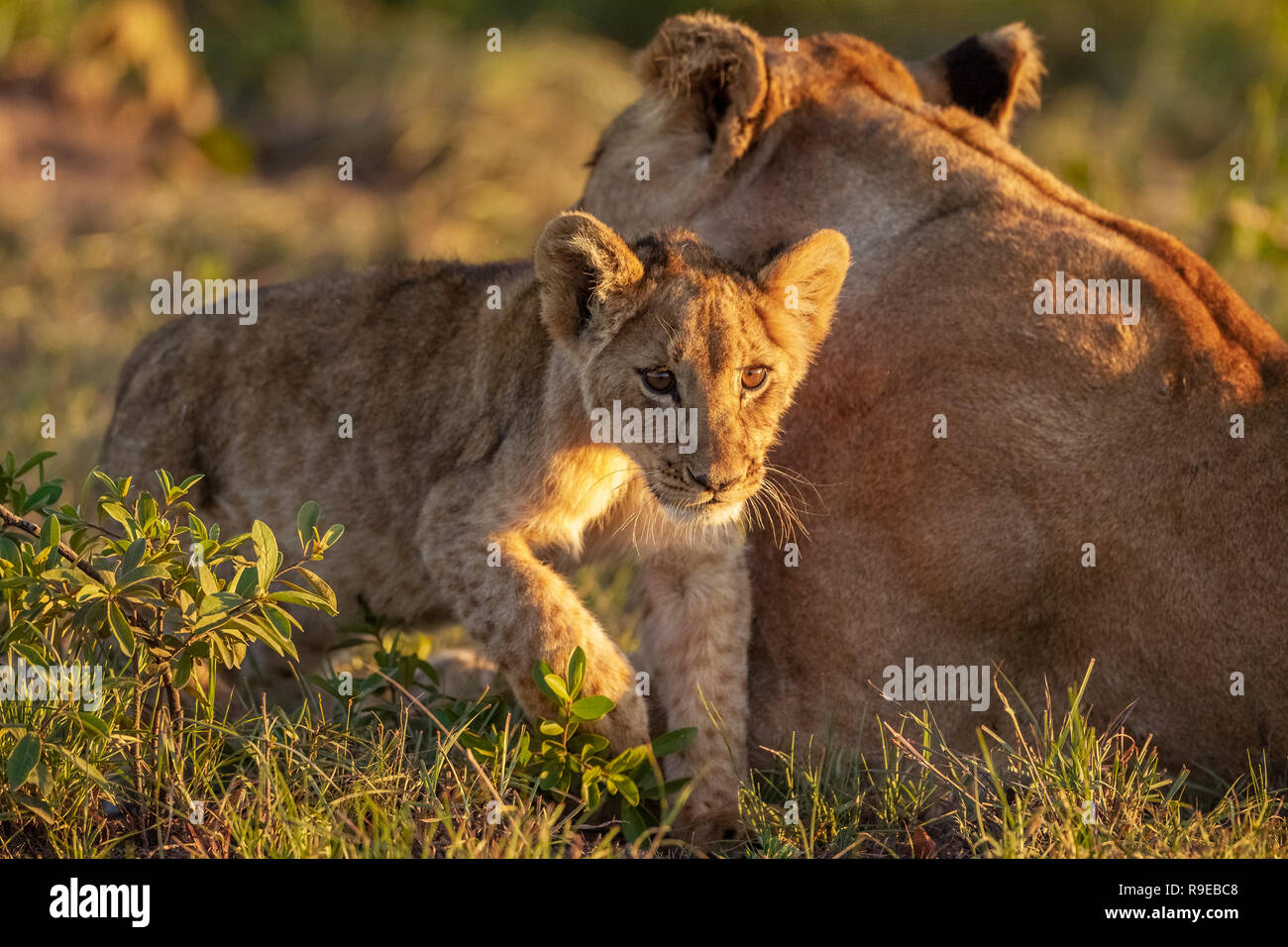 cute baby lion cub rubbing against his mom in grass during golden hour Stock Photo